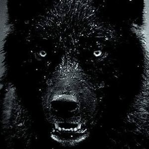 Meet your Posher, Will